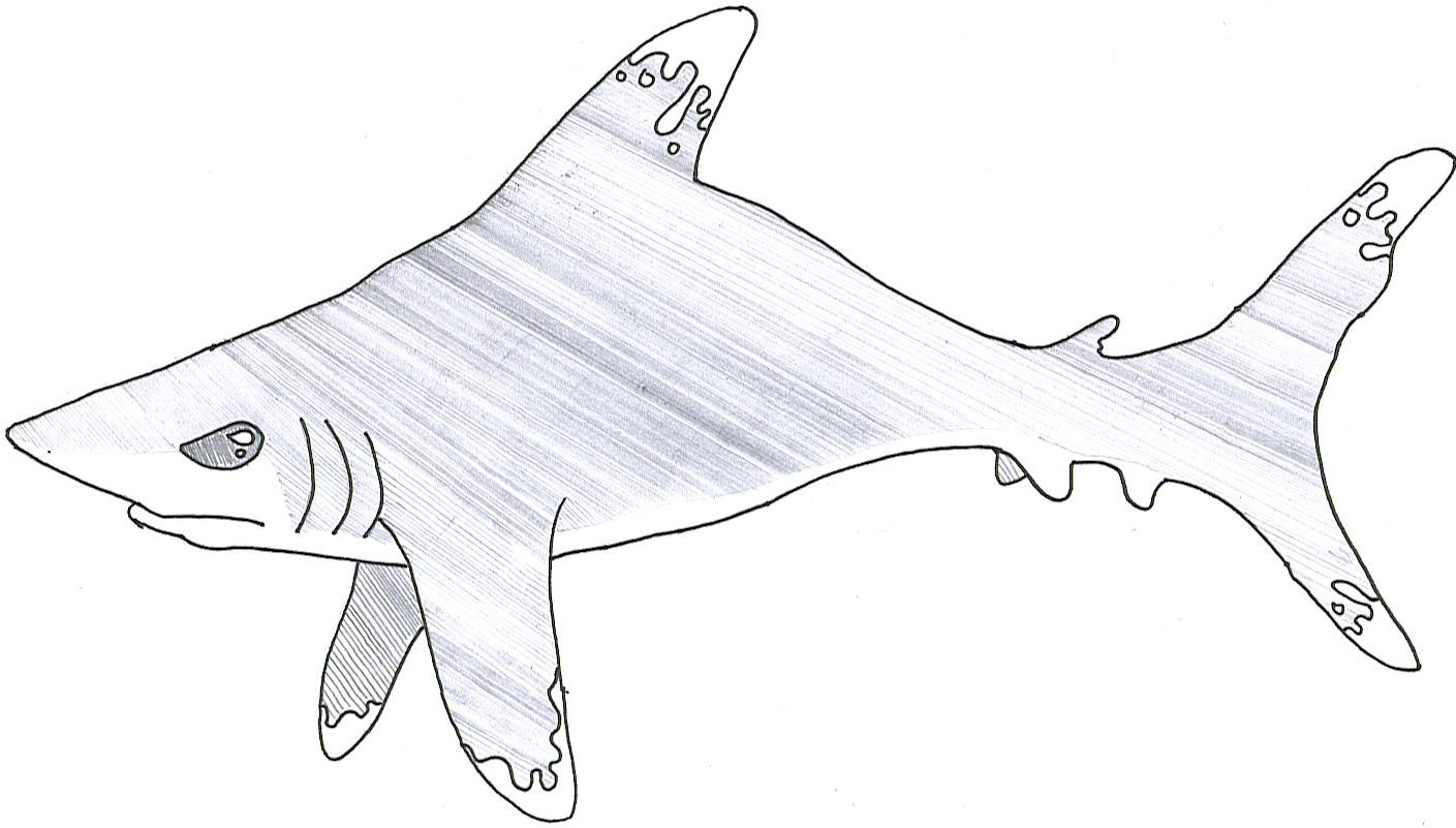 Shark Week 01 Oceanic WhiteTip