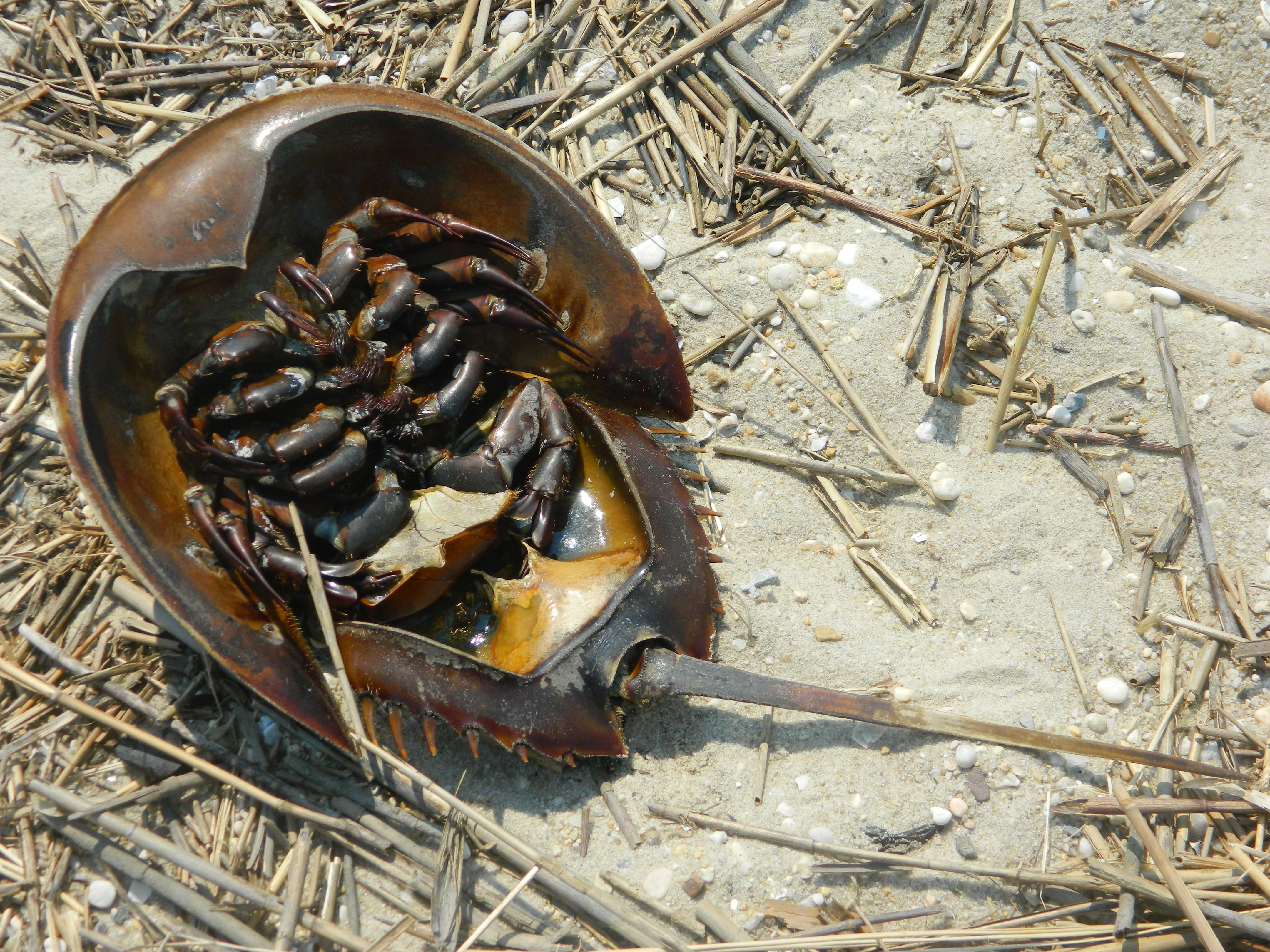 Horseshoe Crab 3