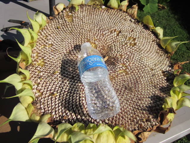 Sunflower Harvest