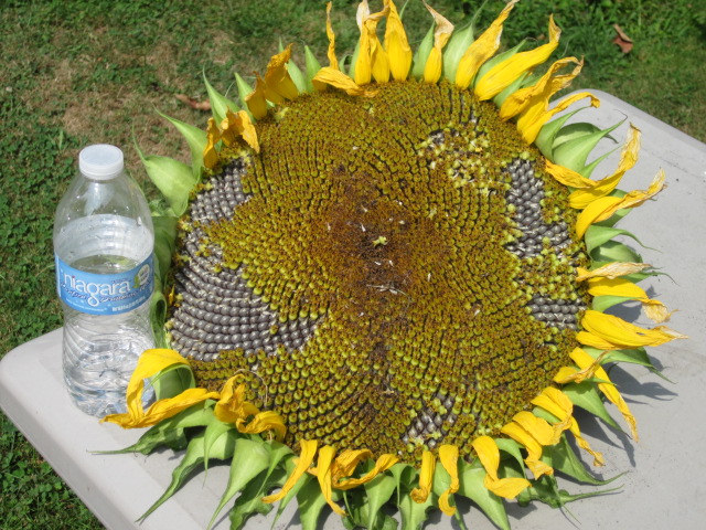 Sunflower Harvest 2014