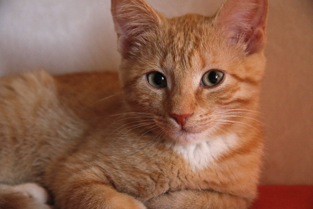 kitten portrait