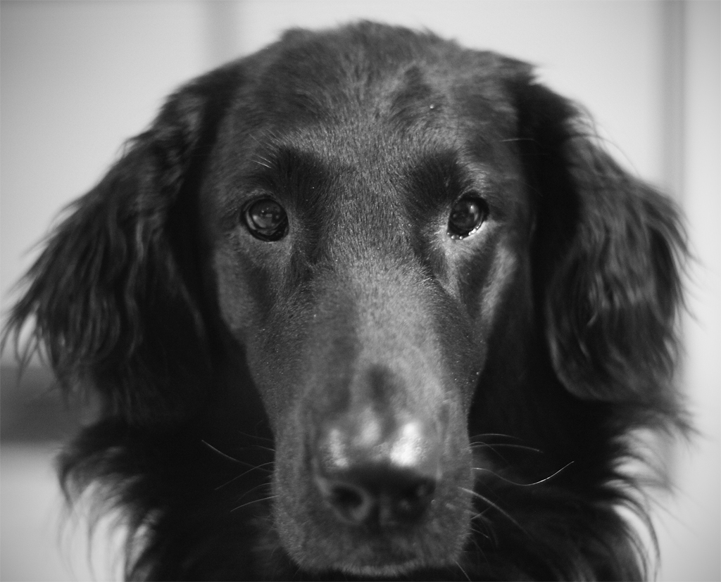 dog portrait