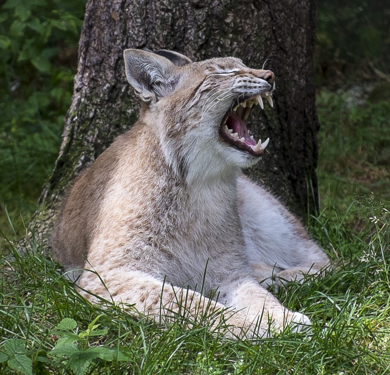 Eurasian Lynx