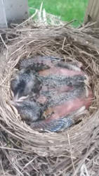 Baby Robins