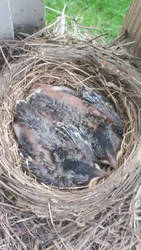 Baby Robins