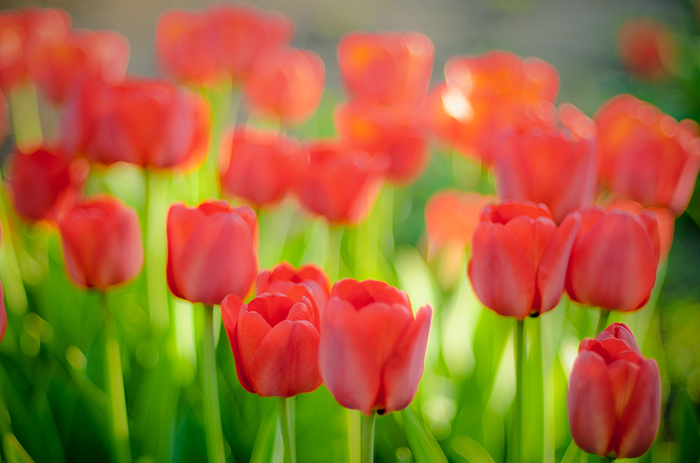 Tulips