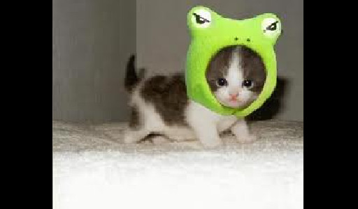 FROG CAT!!!!!