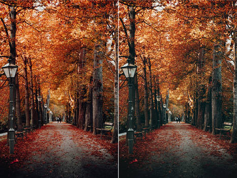 Before and After Autumn Photography