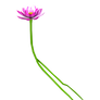 waterlilies 7