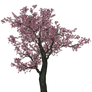cherry blossom tree 3