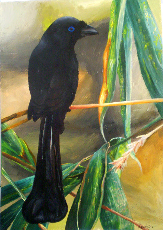 Divinity Racket Racket-Tailed Treepie by Endivinity on DeviantArt