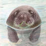 Manati / Manatee