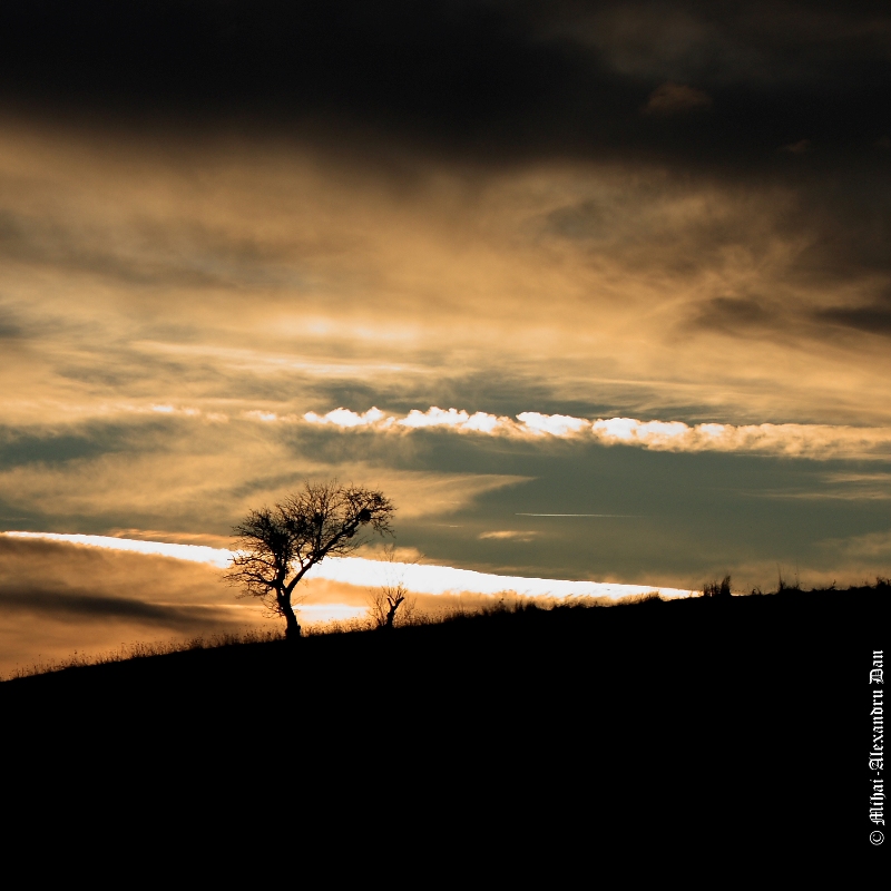 Solitary Sunset