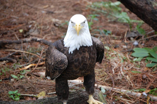 Bald Eagle