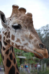 Giraffe 2