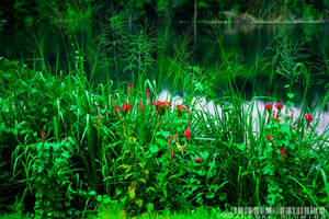 Plants along the Quarry