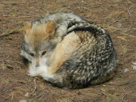 Curled Up Wolf