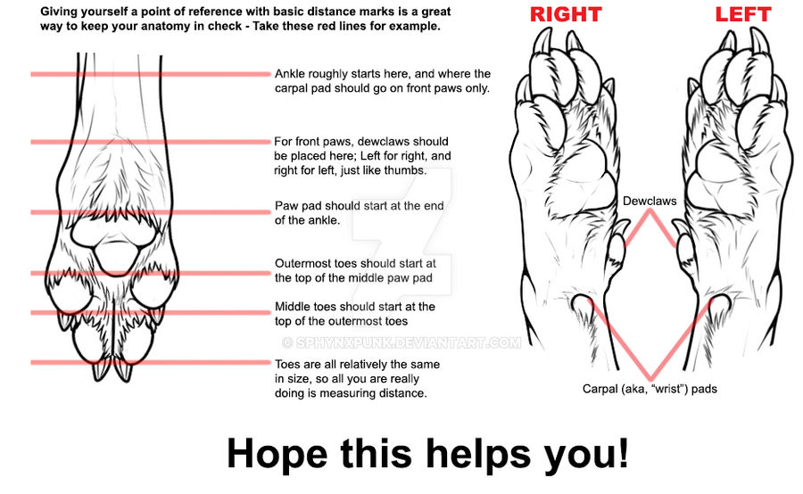 Wolves Pad Realistic wolf paw anatomy - Mini guide by sphynxpunk on DeviantArt