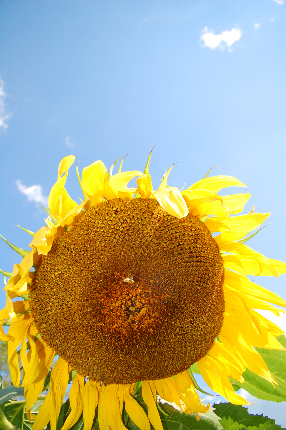 Big Sunflower