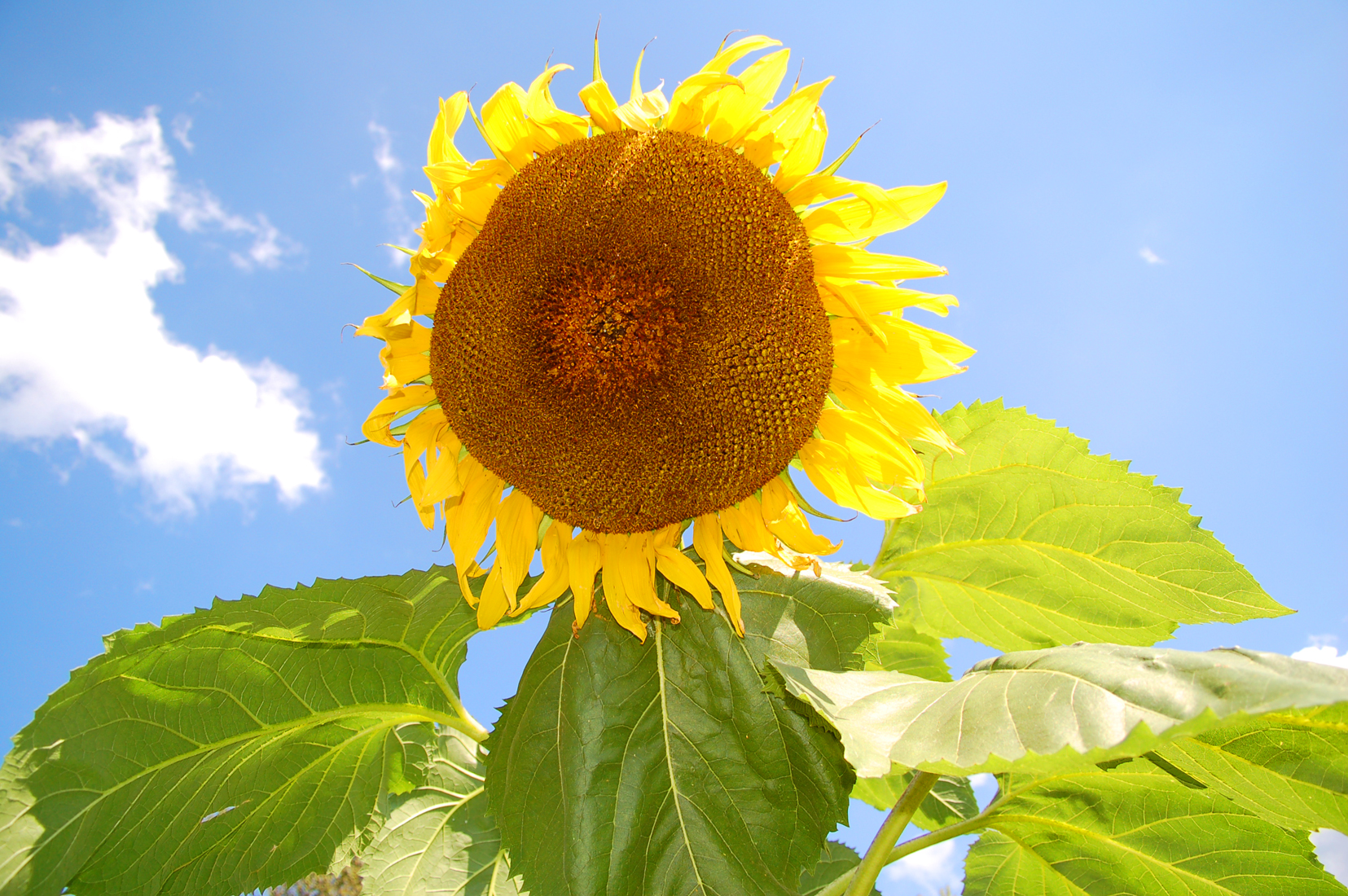 Large Sunflower