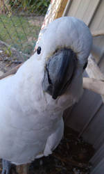 sulphur crested cockatoo