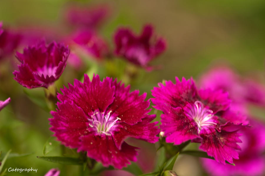 Beautifully Pink