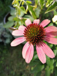 Gerber Daisy