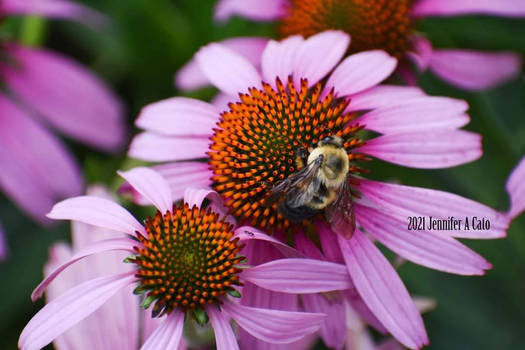 Bee Having Noms