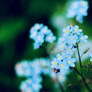 Myosotis