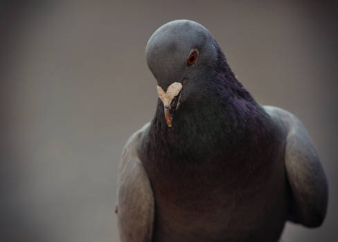 Portrait of pigeon