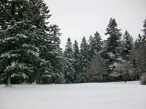 snowy meadow