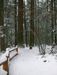 forest pathway