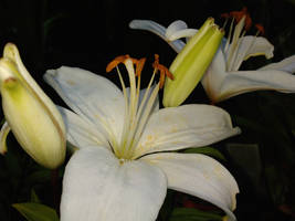 white lily