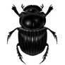 Scarabaeidae