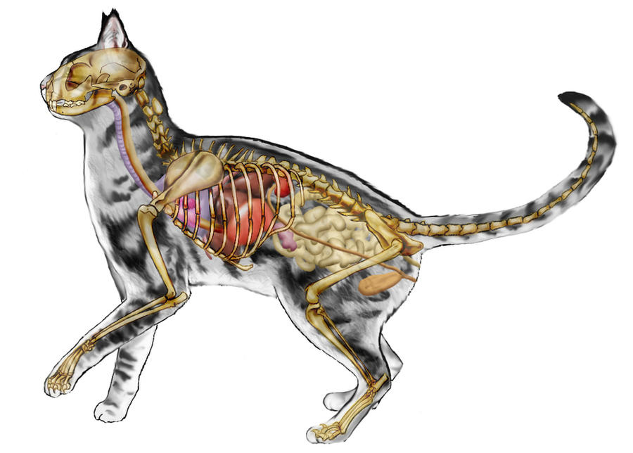 Внутреннее строение органов животных. Анатомия кота. Анатомия кошки Ветеринария атлас. Анатомия кошки внутренние органы скелет. Анатомия кошек Ветеринария скелет.