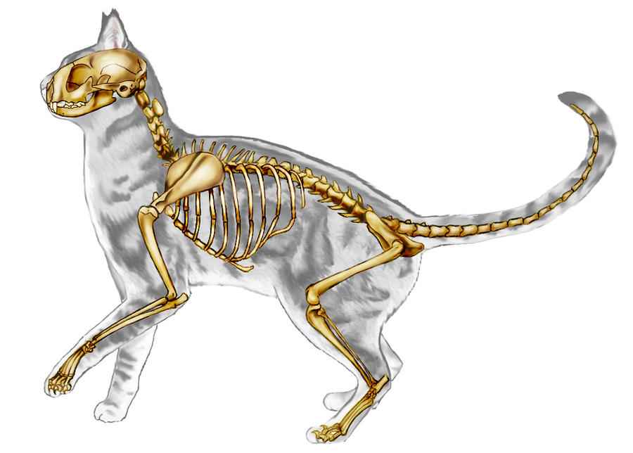 Скелет хвоста. Скелет кошки строение. Кости кота анатомия. Анатомический скелет кошки. Скелет кошки Грудина.