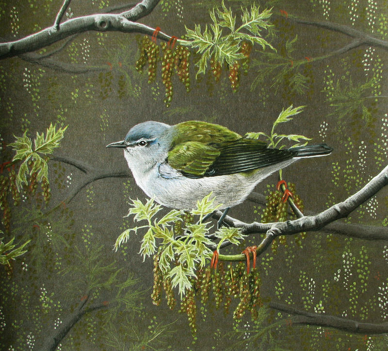 Tennessee Warbler