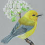 Prothonotary Warbler