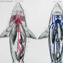 Dogfish Shark Circulatory