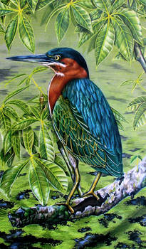 Green Heron