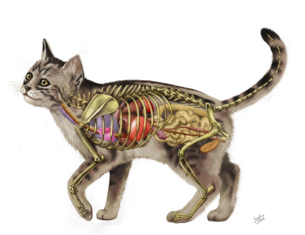 Cat organ