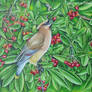 Cedar Waxwing