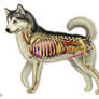 Dog Anatomy