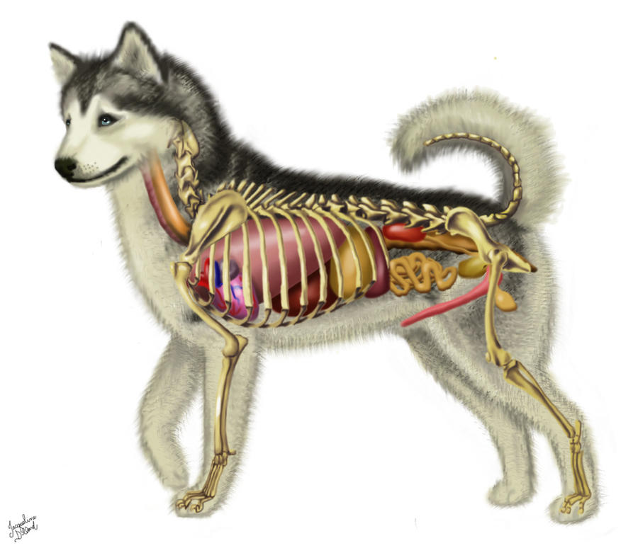 Внутреннее строение органов животных. Строение собаки. Анатомия собаки. Строение органов собаки. Анатомия собаки внутренние органы.