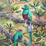 Resplendent Quetzal