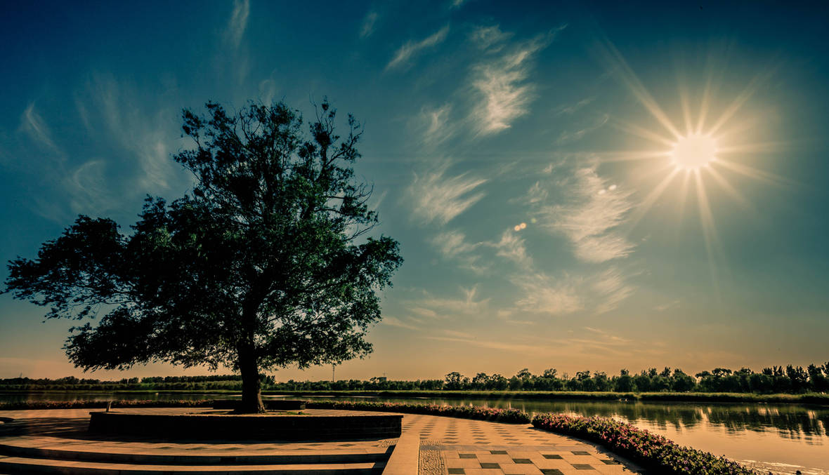 Backlit tree in landscape by sunny2011bj