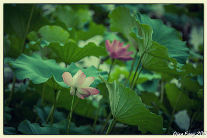 Lotus flowers