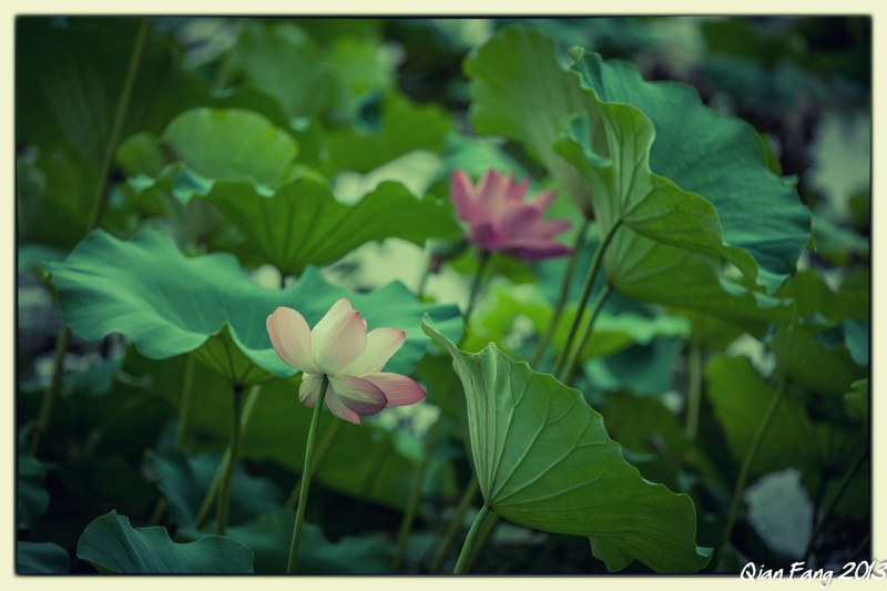 Lotus flowers