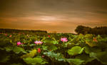 Lotus blooming landscape by sunny2011bj