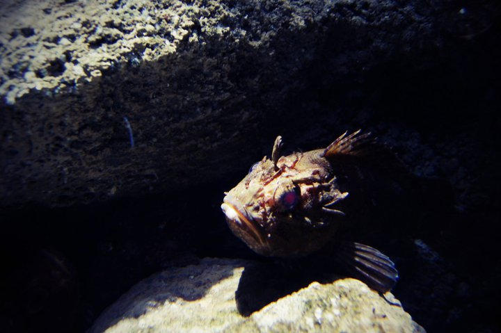 fear Fish by Shinzo94 on DeviantArt